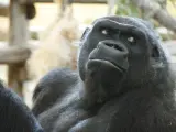 Muere Nadia, la primera gorila que llegó al Parque de la Naturaleza de Cabárceno en 2007 GOBIERNO DE CANTABRIA 10/8/2023