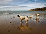 Dos perros jugando en la playa de Las Arenas en Getxo.
