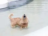 Un perro se refresca en una fuente.