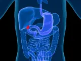 La vesícula biliar se ubica en la zona derecha del abdomen, junto al hígado.