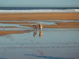 Dos perros disfrutando de un d&iacute;a de playa.