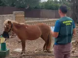 El pony robado es custodiado por un agente.