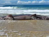 El cadáver de una cría de tiburón peregrino de unos seis metros de largo ha aparecido este martes varado en la playa de Doniños, en Ferrol, ante la sorpresa de numerosos bañistas.