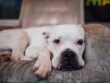 Un perro tumbado en un sof&ntilde;a.