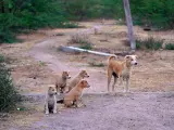 Una familia de perros callejeros.