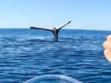 La ballena permanecía inmóvil boca abajo, pero con la cola hacia fuera.