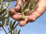 A poco más de un mes para su recolecta, hay olivos sin fruto o con aceitunas secas.