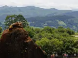Un oso subido en una roca en el Parque Natural de Cabárceno.