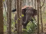 El elefante asiático descubre una mochila con opio.