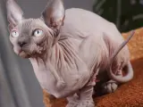 El gato esfinge, o sphynx, debe su calvicie a una mutación en el gen Keratin 71, y que hace que la mayoría de ellos carezcan de vibrisas (bigotes y cejas).