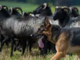 El pastor alemán es una raza canina muy versátil que muestra aptitudes tanto para el pastoreo de rebaños como para actuar como protectores y guardianes de los mismos.