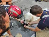 El perro rescatado en Terrassa después de varios días en un balcón sin comida ni agua.