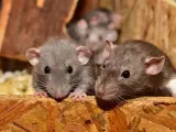 Para interpretar apropiadamente un sueño con ratas, es importante tener en cuenta varios factores, como el contexto, el tipo de rata y las acciones que ocurren.