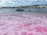 Mar teñido de rosa en Dartmouth