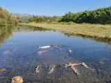 ANDALUCÍA.-Málaga.- Verdemar Ecologistas en Acción alerta sobre la muerte de cientos de peces en el Río Guadiaro, en Casares