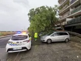 Un árbol caído a consecuencia de la tormenta.