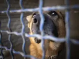 Retrato de un perro en un refugio de animales.