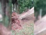 Vídeo árbol caído
