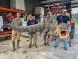 Caimán de 4,3 metros capturado en el Mississippi.