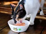 Los gatos pertenecen al grupo de los supercarnívoros, lo que significa que su dieta diaria se basa, fundalmentalmente, en el consumo de carne de origen animal.
