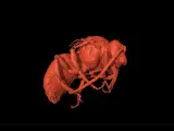 ista lateral de un macho de Euroceras por tomografía microcomputerizada de rayos X.