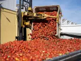 GRAFCVA5324. LA LLOSA (CASTELLÓN), 29/08/2023.-Operarios cargan en camiones los 120.000 kilos de tomate que este miércoles servirán como "munición" festiva en la Tomatina de Buñol (Valencia)EFE/ Andreu Esteban