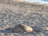 ANDALUCÍA.-Almería.- Una hembra de tortuga boba anida en una playa de Mojácar y pone 92 huevos