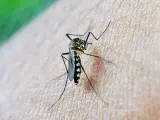 Culex pipiens, mosquito del virus del Nilo.