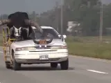 El hombre conduciendo por la autopista con el toro de copiloto.
