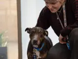 Un perro en uno de los centros de adopción de Battersea.