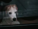 Un perro mirando por la ventana.