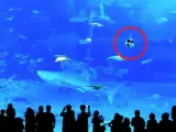 Un pez muere al chocar contra el cristal de su acuario gigante tras ver el flash de una foto