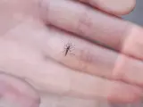 Un ejemplar de mosquito tigre en Ripoll