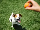 Un perro jugando a la pelota.