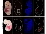 Células renales humanizadas dentro del embrión en comparación con un embrión de cerdo.
