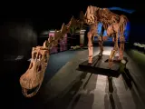 Dinosaurio Cosmocaixa