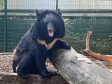 El oso ucraniano en el centro de rescate de animales salvajes en Bélgica