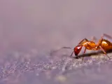 Hormiga roja de fuego