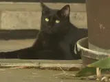 Cleo, el gato ladrón que tiene harto a un vecindario en Houston.
