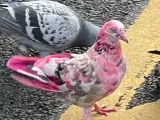 Imagen de la paloma rosa difundida por la Policía en redes sociales que ha sido vista en la localida de Bury, Inglaterra.