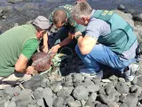 La Guardia Civil rescata dos tortugas varadas en la costa de Gran Canaria