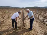 Imagen de los viñedos afectados por el granizo del tamaño de pelotas de ping-pong que cayó anoche en la comarca de Utiel-Requena.