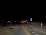 Decenas de cabras muertas en la carretera A-5 a la altura de Quismondo y Maqueda (Toledo).