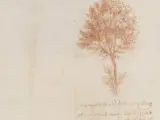 Ilustración de Leonardo en su descripción de la 'regla de los árboles'.