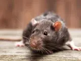 Un vecino de A Coruña graba en vídeo a decenas de ratas corriendo por la calle