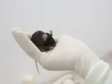 Foto de archivo de un ratón en un laboratorio.
