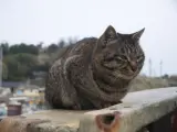 Gato en el puerto de la isla japonesa de los gatos
