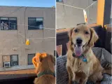 Capturas del vídeo viral del perro al que su vecino envía juguetes.