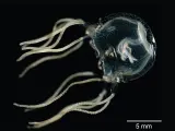 Ejemplar de la medusa Tripedalia cystophora.