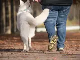 Un perro paseando junto a su tutor.